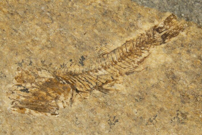 Oligocene Fossil Lanternfish (Eomyctophum) - Poland #320583